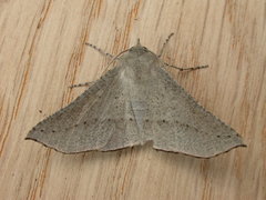 Oenochroma subustaria