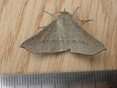 Oenochroma subustaria