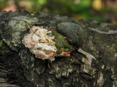 Antrodiella pallescens