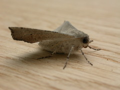 Oenochroma subustaria