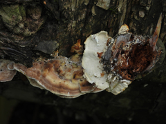 Antrodiella pallescens