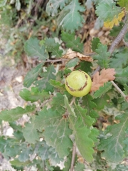 Andricus quercustozae