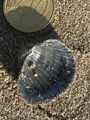 Acanthocardia paucicostata