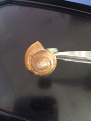 Macrochlamys
