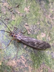 Stenophylacini