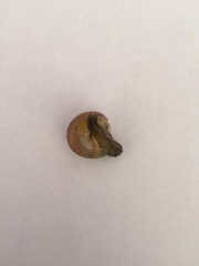 Macrochlamys