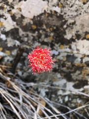 Kleinia stapeliiformis