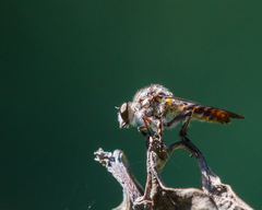 Heteropogon macerinus
