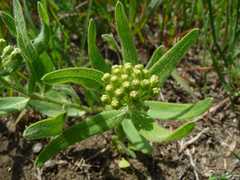 Asclepias lanuginosa