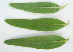 Asclepias lanuginosa