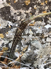 Kleinia stapeliiformis