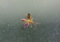 Neotheronia bicincta