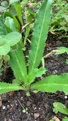 Eryngium foetidum