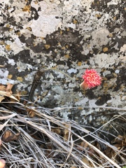 Kleinia stapeliiformis