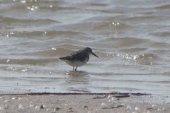 Calidris alpina