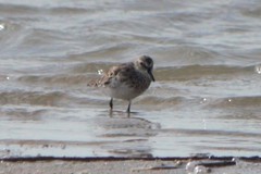 Calidris alpina