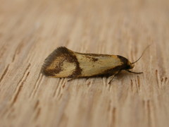 Oecophorinae