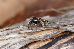 Maratus plumosus