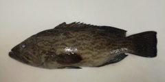 Mycteroperca xenarcha