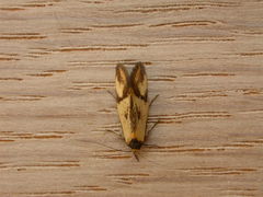 Oecophorinae