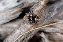 Maratus plumosus