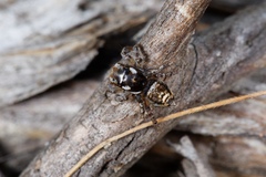 Maratus plumosus