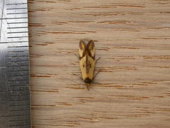 Oecophorinae