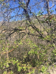 Nothofagus macrocarpa