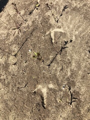 Meleagris gallopavo silvestris