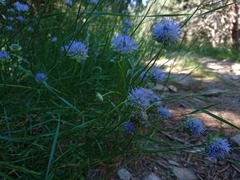 Jasione laevis