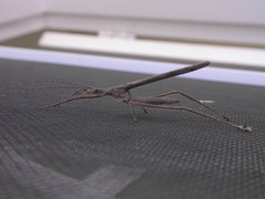 Zaprochilus australis