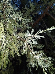 Juniperus