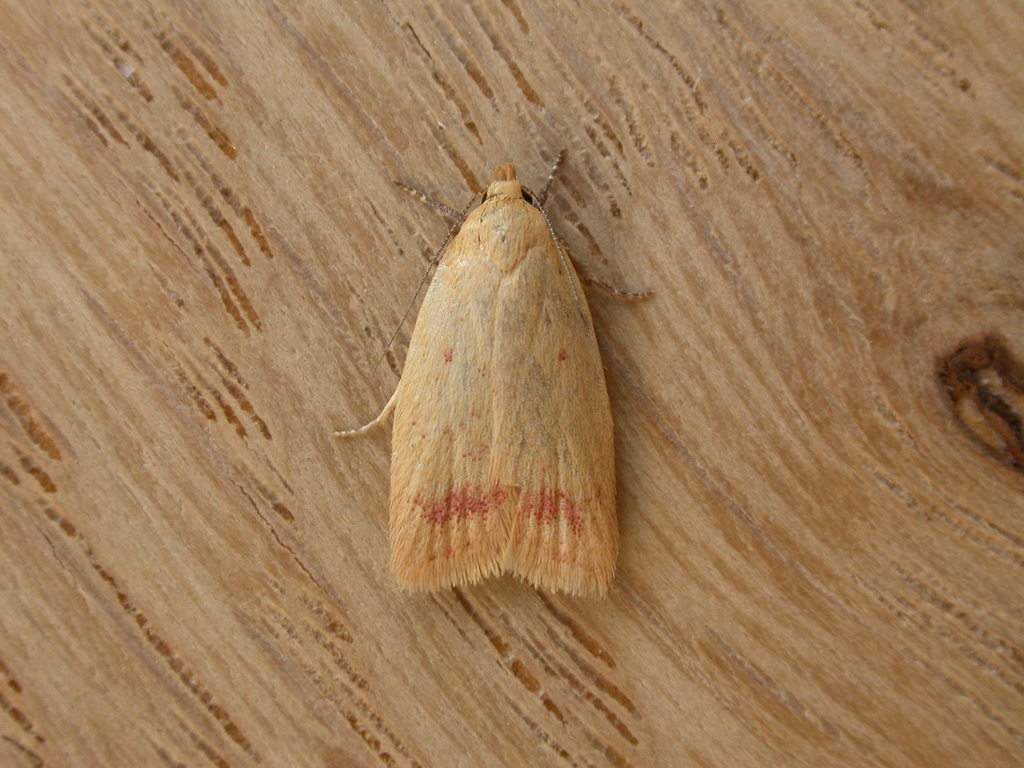 Heteroteucha occidua