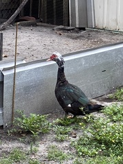 Cairina moschata domestica