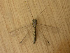 Suhpalacsa subtrahens