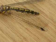 Suhpalacsa subtrahens