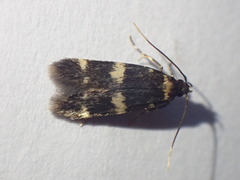 Oegoconia deauratella
