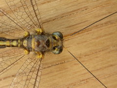 Suhpalacsa subtrahens