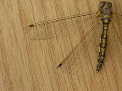 Suhpalacsa subtrahens