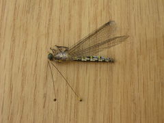 Suhpalacsa subtrahens