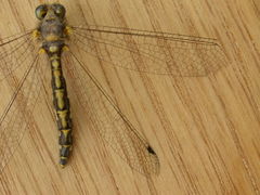 Suhpalacsa subtrahens