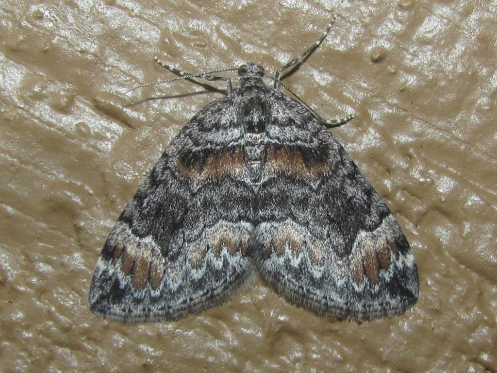 Dysstroma colvillei