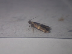 Oegoconia deauratella