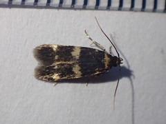 Oegoconia deauratella