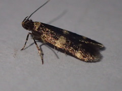 Oegoconia deauratella
