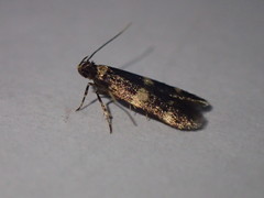 Oegoconia deauratella