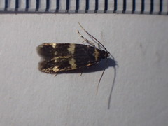 Oegoconia deauratella