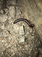 Narceus americanus