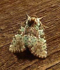 Leuconycta lepidula