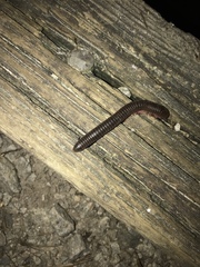 Narceus americanus